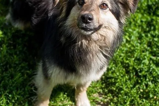 Puszek - młodziutki, cudowny, towarzyski piesek,  