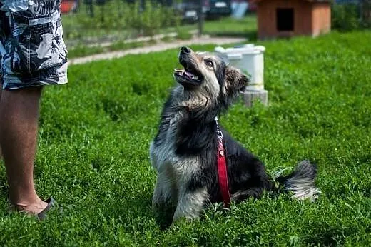 Puszek - młodziutki, cudowny, towarzyski piesek,  
