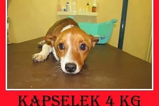 4kg,mały,młody,1 rok,uwolniony z łańcucha piesek KAPSELEK.Pilne,  mazowieckie Warszawa