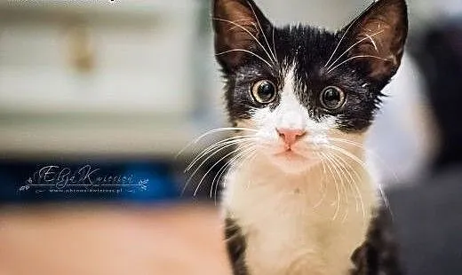 INDIANA JONES - 4 mies. CUDOWNY kocurek do ADOPCJI