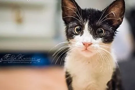 INDIANA JONES - 4 mies. CUDOWNY kocurek do ADOPCJI