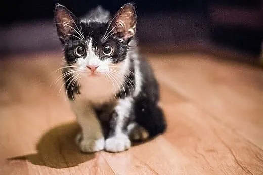 INDIANA JONES - 4 mies. CUDOWNY kocurek do ADOPCJI
