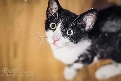 INDIANA JONES - 4 mies. CUDOWNY kocurek do ADOPCJI