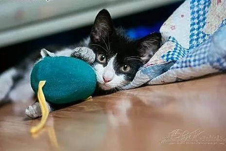 INDIANA JONES - 4 mies. CUDOWNY kocurek do ADOPCJI
