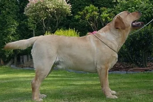 Labrador Retriever reproduktor FCI
