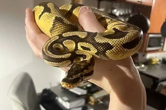 Pyton krolewski pastel het pied 0.1