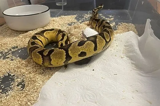 Pyton krolewski pastel het pied 0.1, Małopolskie, Kraków