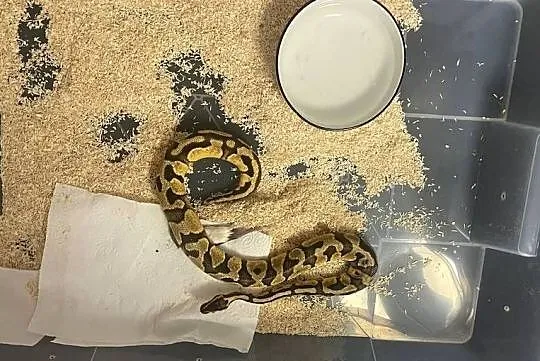 Pyton krolewski pastel het pied 0.1, Małopolskie, Kraków