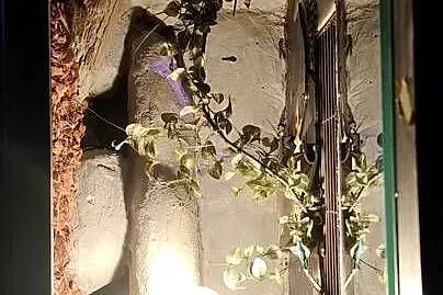 Duże wiszące terrarium, Śląskie, Dąbrowa Górnicza