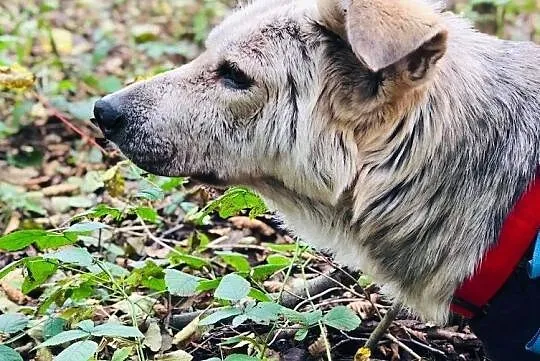 Lakki, zabrana z piekła, kochana sunieczka szuka domu!, Mazowieckie, Warszawa