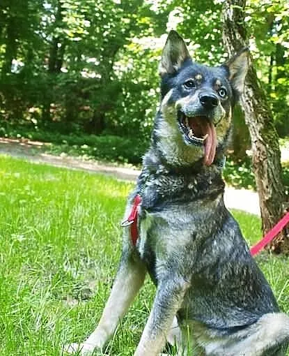 Tosia - sunia w typie husky do adopcji