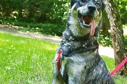 Tosia - sunia w typie husky do adopcji