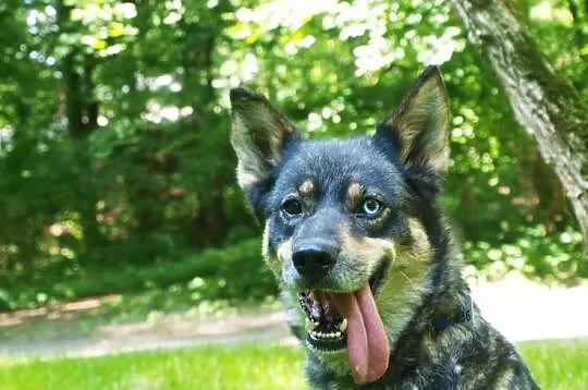 Tosia - sunia w typie husky do adopcji