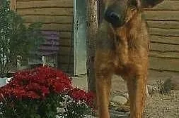 Tarys - pies do pokochania szuka ciepłego domu,  m