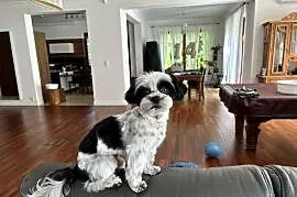 Krycie unikalny Biro Yorkshire Terrier
