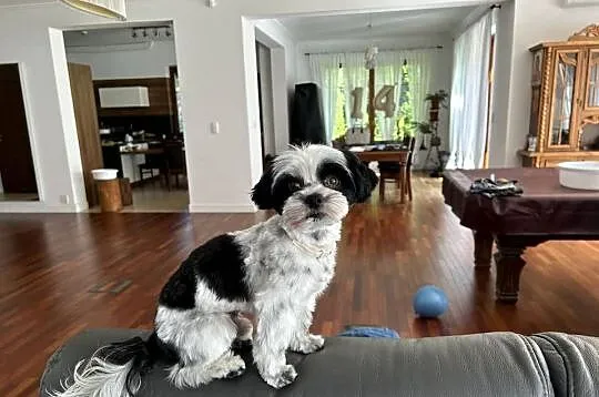 Krycie unikalny Biro Yorkshire Terrier