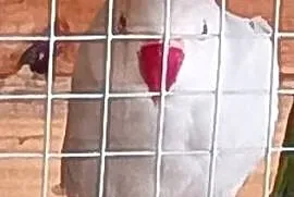 Aleksandretta obrożna samica lęgowa