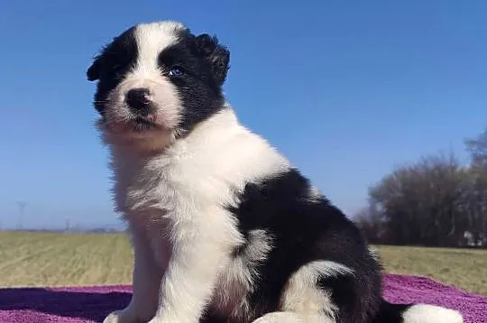 Rasowy Pies Border Collie - TONY z pełną dok. z hodowli do rezerwacji