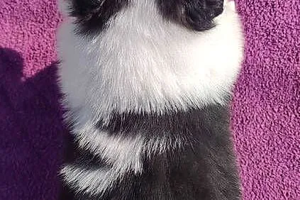 Rasowy Pies Border Collie - TONY z pełną dok. z hodowli do rezerwacji, Podkarpackie, Iwonicz