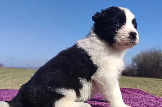 Rasowy Pies Border Collie - TONY z pełną dok. z hodowli do rezerwacji, Podkarpackie, Iwonicz