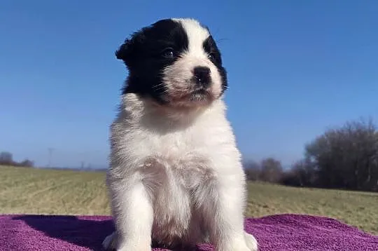 Rasowy Pies Border Collie - TONY z pełną dok. z hodowli do rezerwacji, Podkarpackie, Iwonicz