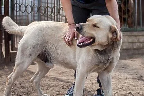 ARNI w typie Labradora szuka dobrego domu ,  wielkopolskie Poznań