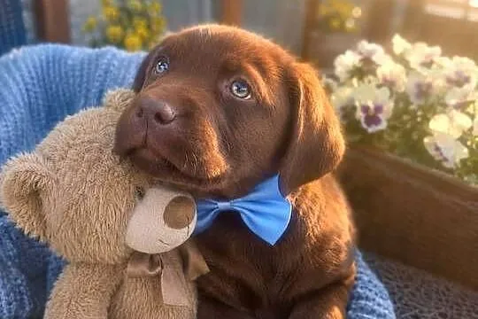 Labrador Retriever suczka wspaniałej budowy po ojcu pochodzenia FCI, Mazowieckie, Warszawa