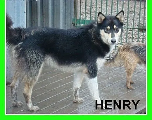 HENRY -2 letni husky,kastrowany,energiczny, duży p