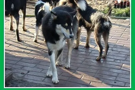 HENRY -2 letni husky,kastrowany,energiczny, duży p