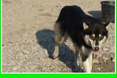 HENRY -2 letni husky,kastrowany,energiczny, duży p