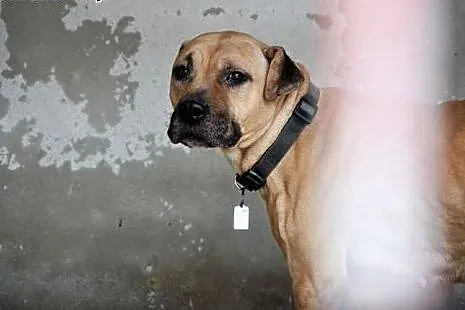 Lola cudowna łagodna sunia amstaff czeka na dom, śląskie Sosnowiec