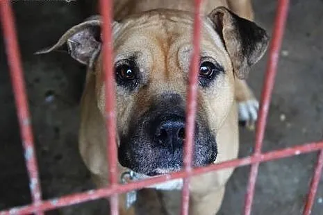 Lola cudowna łagodna sunia amstaff czeka na dom,  