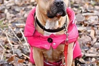 Lola cudowna łagodna sunia amstaff czeka na dom,  