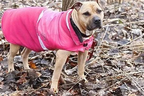 Lola cudowna łagodna sunia amstaff czeka na dom,  