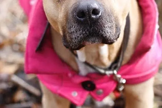 Lola cudowna łagodna sunia amstaff czeka na dom,  