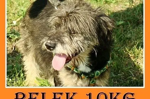 10kg,przyjazny,łagodny,wesoły kudłacz,piesek BELEK.Adopcja,  dolnośląskie Wrocław