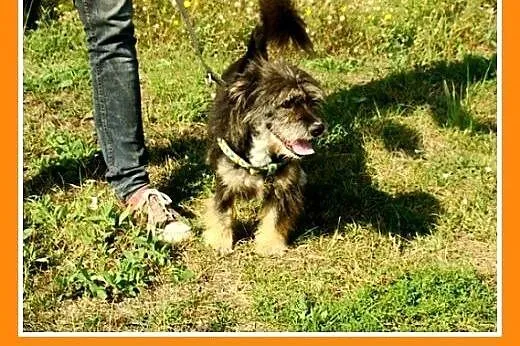 10kg,przyjazny,łagodny,wesoły kudłacz,piesek BELEK