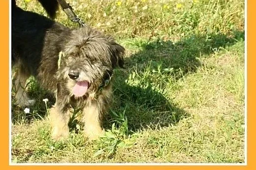 10kg,przyjazny,łagodny,wesoły kudłacz,piesek BELEK