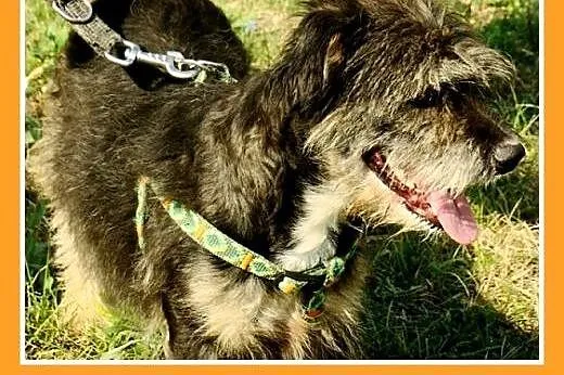 10kg,przyjazny,łagodny,wesoły kudłacz,piesek BELEK