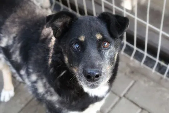 Perełka - rezolutna, wesoła seniorka szuka domu!  Babunia Perełka szuka swojego wymarzonego domu! Ta, , Warszawa
