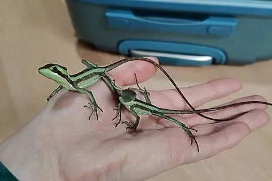 Laemantctus julioi - hełmogwan, ciężko dostępne, Pomorskie, Gdynia