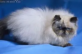 Kocieta perskie - kotka colourpoint seal,  dolnośl, Legnica
