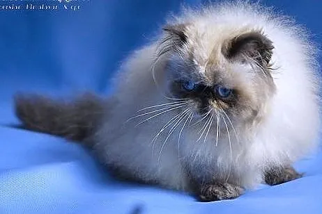 Kocieta perskie - kotka colourpoint seal,  dolnośl