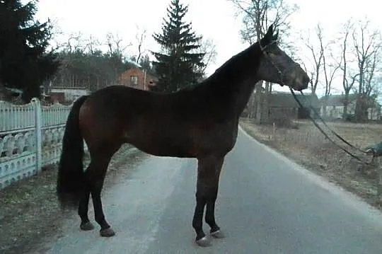 Wałach gniady 3 lata