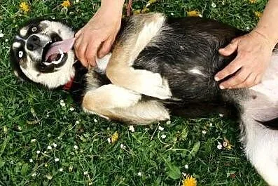 SARA Z BLEKITNYM OCZKIEM,  Pozostałe rasy cała Pol