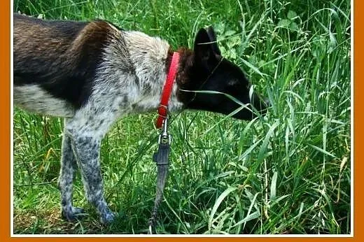 Delikatny,łagodny psiak FENEK,mały,cichy,spokojny.