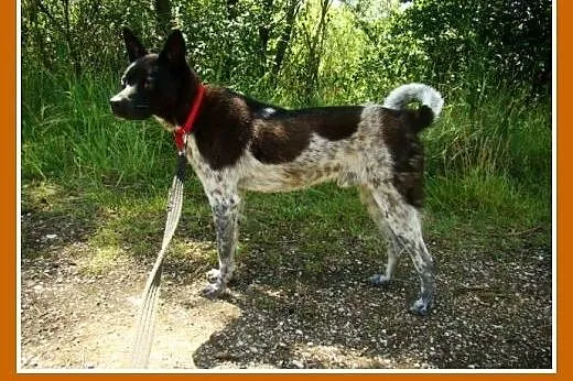 Delikatny,łagodny psiak FENEK,mały,cichy,spokojny.
