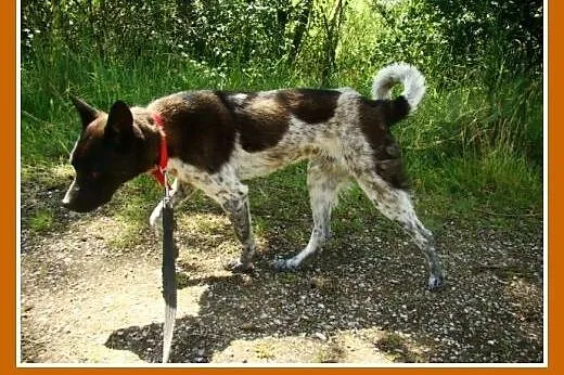 Delikatny,łagodny psiak FENEK,mały,cichy,spokojny.