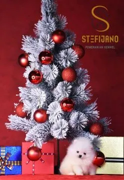 Pomeranian BOO piękne szczenięta na sprzedaż, hodowla, Mazowieckie, Warszawa