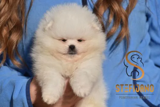 Pomeranian BOO piękne szczenięta na sprzedaż, hodowla, Mazowieckie, Warszawa